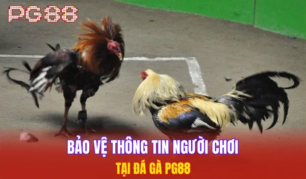Bảo vệ thông tin người chơi tại đá gà PG88